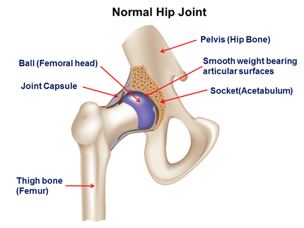 hip-joint
