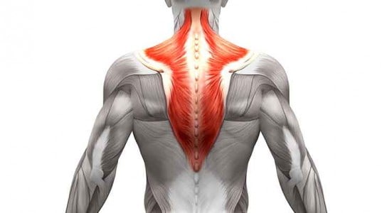 trapezius-muscle-physiotherapy perth