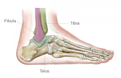 ankle sprain physio