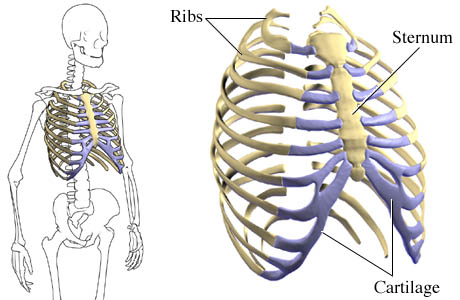 rib-cage-skeleton